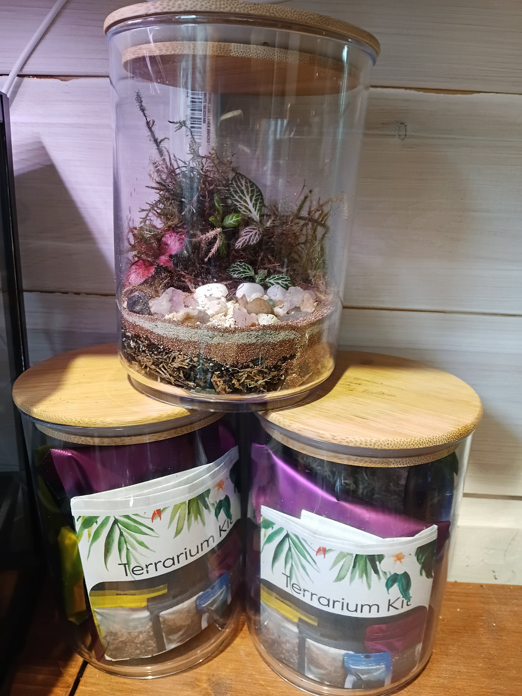 Terrarium Creating at Home