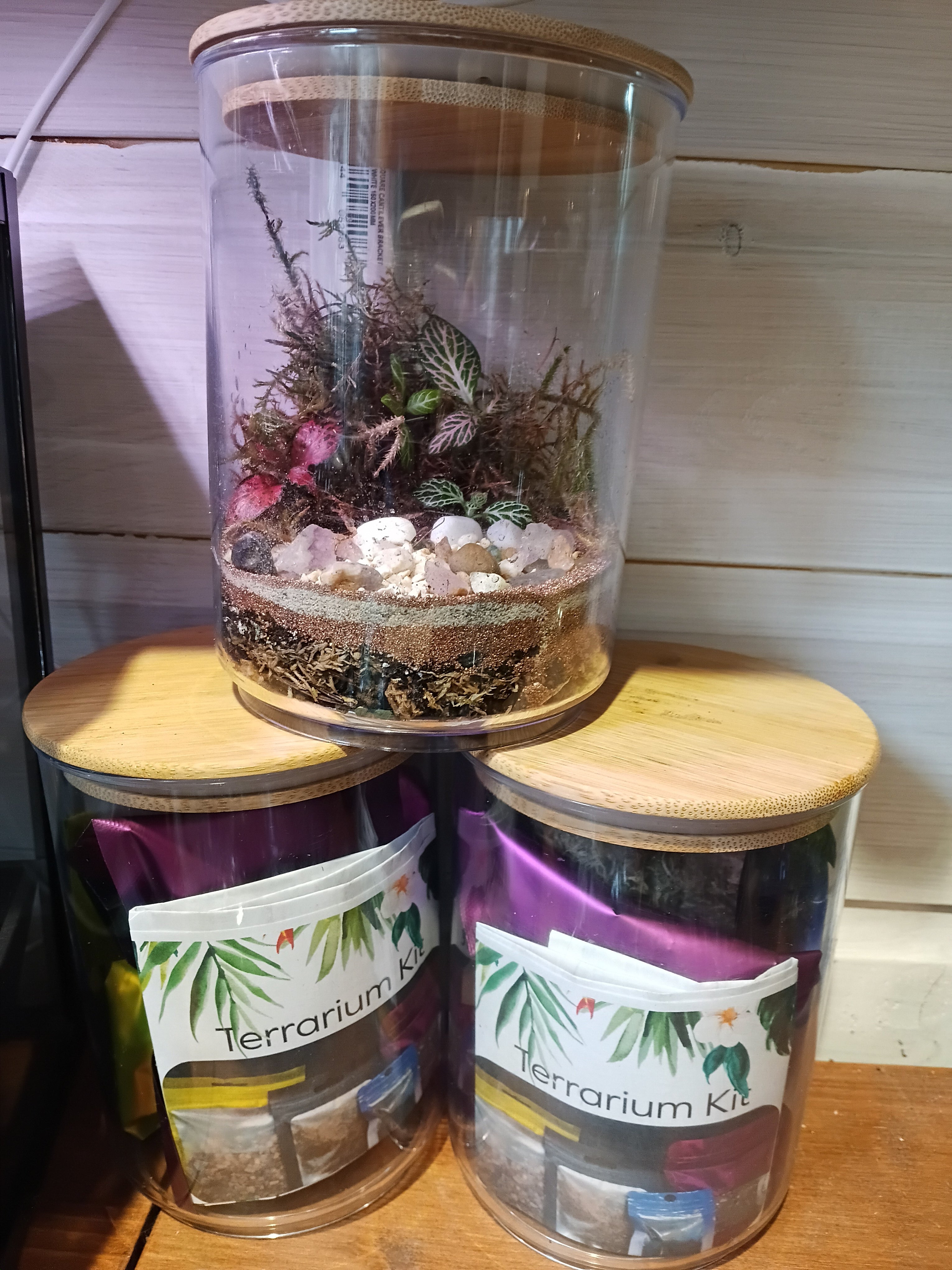 Terrarium Creating at Home